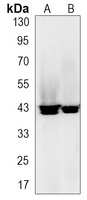 hnRNP E2 Rabbit Monoclonal Antibody