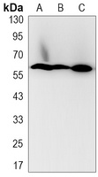 NRF1 Rabbit Monoclonal Antibody