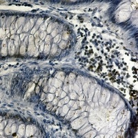 NRF1 Rabbit Monoclonal Antibody