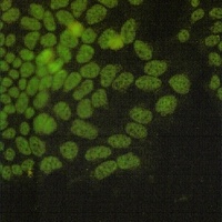 NRF1 Rabbit Monoclonal Antibody