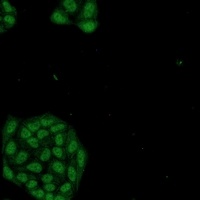 NR1D1 Rabbit Monoclonal Antibody