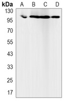 MCM2 Rabbit Monoclonal Antibody