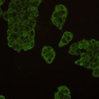 HSP90 alpha/beta Antibody