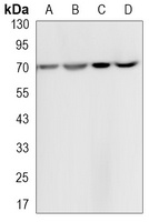 HSP70 Rabbit Monoclonal Antibody