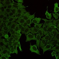 HSP70 Rabbit Monoclonal Antibody