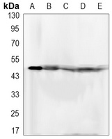FKBP4 Antibody