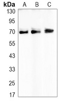 E2F1 Rabbit Monoclonal Antibody