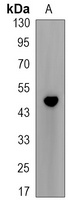 Cyclin E2 Rabbit Monoclonal Antibody
