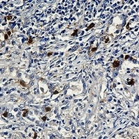 Cyclin E2 Rabbit Monoclonal Antibody