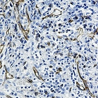 CD31 Antibody