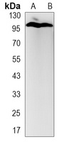 eIF2C2 Rabbit Monoclonal Antibody