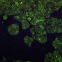 ADSS Rabbit Monoclonal Antibody