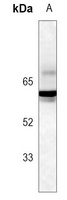SMAD2 (Phospho-S255) Rabbit Monoclonal Antibody