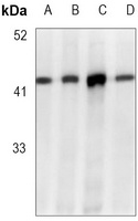 EIF2S1 (Phospho-S51) Rabbit Monoclonal Antibody