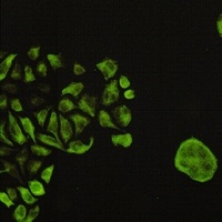 GSK3 beta (Phospho-S9) Rabbit Monoclonal Antibody