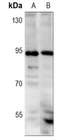 NRF2 (Phospho-S40) Rabbit Monoclonal Antibody
