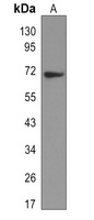 SOX9 Rabbit Monoclonal Antibody