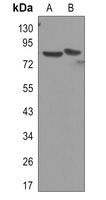 IKK alpha Rabbit Monoclonal Antibody