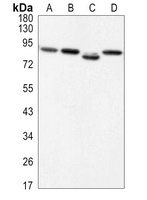 Beta-catenin Rabbit Monoclonal Antibody