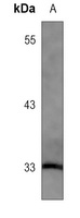 HO-1 Rabbit Monoclonal Antibody