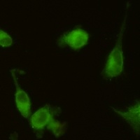 HO-1 Rabbit Monoclonal Antibody