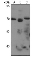 SOX9 Rabbit Monoclonal Antibody