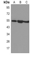 SMAD3 Rabbit Monoclonal Antibody