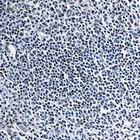 HMGB1 Rabbit Monoclonal Antibody
