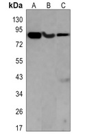 PI3K p85 alpha Rabbit Monoclonal Antibody
