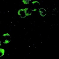 PI3K p85 alpha Rabbit Monoclonal Antibody