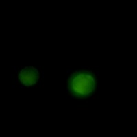 ERK1/2 Rabbit Monoclonal Antibody