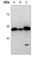 PGD Rabbit Monoclonal Antibody