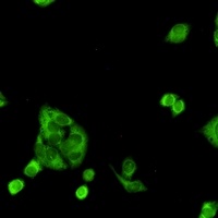 PGD Rabbit Monoclonal Antibody