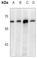 ABCE1 Rabbit Monoclonal Antibody
