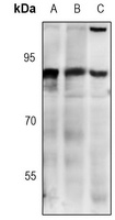 CDC46 Rabbit Monoclonal Antibody