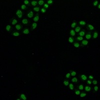 CDC46 Rabbit Monoclonal Antibody