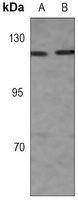 Importin 9 Rabbit Monoclonal Antibody