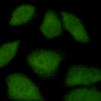 Importin 9 Rabbit Monoclonal Antibody