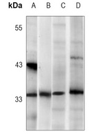 CDK2 Antibody