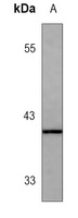 Doublecortin Rabbit Monoclonal Antibody