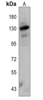 Nesprin 1 Rabbit Polyclonal Antibody
