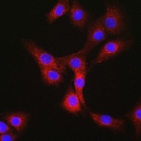 Nesprin 1 Rabbit Polyclonal Antibody