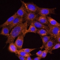 TRAF6 Antibody