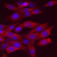 RhoA Rabbit Polyclonal Antibody