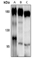 CD11b Rabbit Polyclonal Antibody