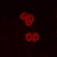 GPR92 Rabbit Polyclonal Antibody