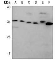 Caspase 2 Rabbit Polyclonal Antibody