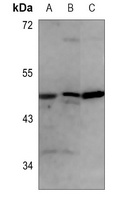 EIF5 Rabbit Polyclonal Antibody