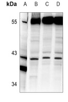 AIFM2 Antibody