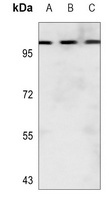 Collagen 25 alpha 1 Antibody